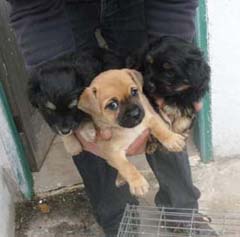 3Welpen-mutterlos1-g