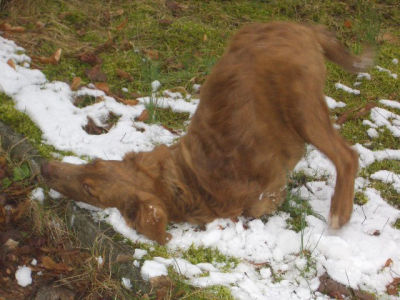 Bine_findet_immer_noch_kleine_Fleckchen_mit_Schnee