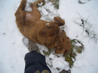 Bines_erster_Schnee__juhui