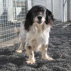 Chiro-Cockermix-gross