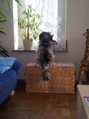 Chiro-HE10 Chiro-HE10