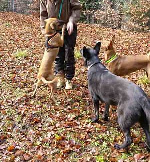 Chiva15-HE20 Chiva15-HE20