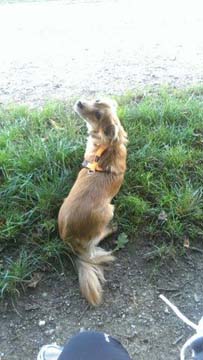 Milla-Snoopy-HE5