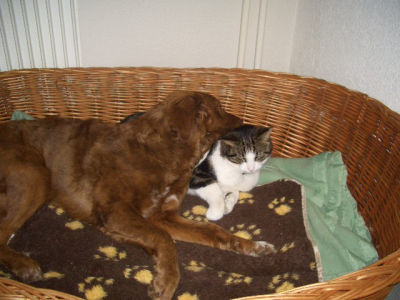 Mit_Tommeli_am_Kuscheln_im_Hundekorb