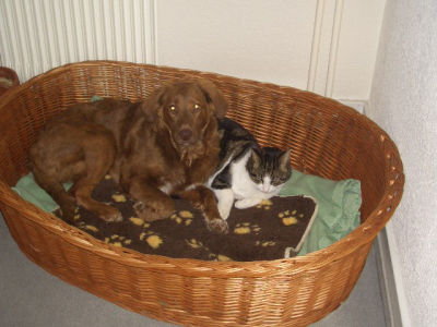 Mit_Tommeli_am_Kuscheln_im_Hundekorb1