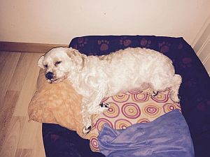 Orlando-HE22