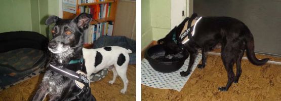 Senta15-HE1 Senta15-HE1