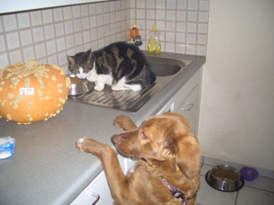 Sie_ist_fleissig_am_Wachsen_und_kommt_schon_bald_ans_Katzenfutter_