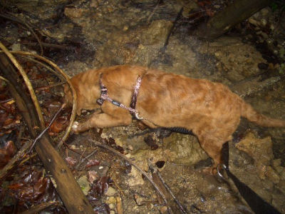 Sie_liebt_Wasser_und_muss_in_jedes_Bachlein