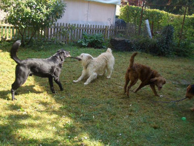 Victor__Easy__Arab_und_Bine_am_Spielen_im_Garten-1