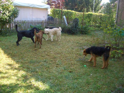 Victor__Easy__Arab_und_Bine_am_Spielen_im_Garten-2