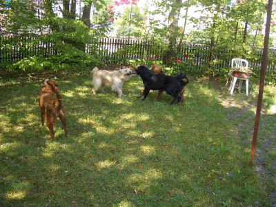 Victor__Easy__Arab_und_Bine_am_Spielen_im_Garten-3