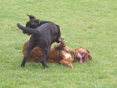 spielen_in_der_Hundeschule-1