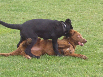 spielen_in_der_Hundeschule-2